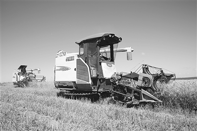 大兴安岭:农工商公司农业一场积极采取措施确保小麦全部颗粒归仓